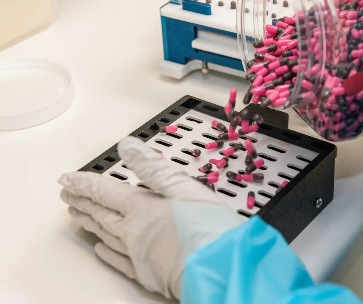 Gloved hands sorting pink and black capsules into a tray in a laboratory setting.